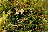Bogner's Begonia (Begonia bogneri) originated in eastern Madagascar on the Masoala peninsula and was discovered in 1969. Lives in marsh sphagnum mosses.