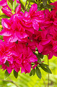 Rhododendron 'Elsa Crisp', flowers