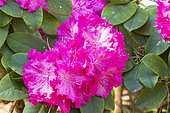Rhododendron 'Germania', flowers