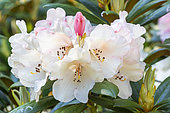 Yakushima Rhododendron 'Grincheux', Rhododendron yakushimanum) 'Grincheux', flowers