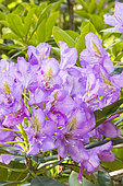 Rhododendron hybrid of Catawbiense, Rhododendron 'Roseum Elegans', flowers