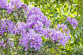Rhododendron hybrid of Catawbiense, Rhododendron 'Roseum Elegans', flowers