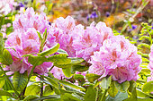Rhododendron 'Scintillation', flowers
