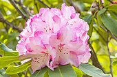 Rhododendron 'Lem's Monarch', flowers