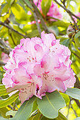 Rhododendron 'Lem's Monarch', flowers