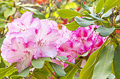 Rhododendron 'Lem's Monarch', flowers