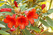 Rhododendron forrestii 'Repens May Day', flowers