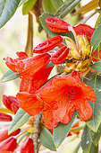Rhododendron forrestii 'Repens May Day', flowers