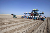 Farmer monitoring seeding quality and depth. Sowing beet or sunflowers with a precision drill in limestone loam in the Brie region, France.