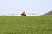 Treating wheat at the end of tillering. Spraying, antidicotyledone, fungicide, shortener, Marne, France