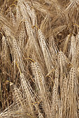 Mature six-row barley, France