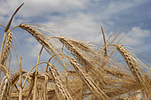 Mature six-row barley, France