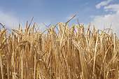 Mature six-row barley, France