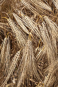 Mature six-row barley, France
