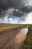 Puddle in a red dirt road after a thunderstorm along a harvested cereal field in summer, France