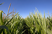 Corn flowering: the male flowers at the top will pollinate the female flowers at the bottom, by gravity or wind. At this critical stage, a lack of water can cause the ears to abort. France