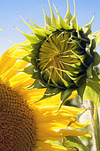 Sunflower (Helianthus annuus) flower bud before flowering