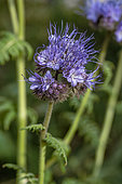 Fiddleneck (Phacelia tanacetifolia)