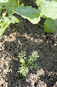 Fumitory seedling in a rapeseed field, France
