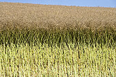 Rapeseed plot, harvester boundary with cut green stubble, France