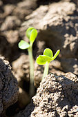 Emergence of a rapeseed seedling with cotyledons. Susceptible to weevil and slug attacks, France