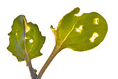 Rapeseed seedling with cotyledons damaged by flea beetles, France
