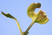 Rapeseed seedling with cotyledons damaged by flea beetles, France