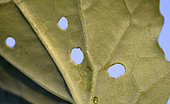 Rapeseed seedling with first leaves eaten by flea beetles, France