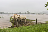 Charolais cows sheltering on a mound after heavy rain. France