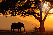 African elephant (Loxodonta africana) standing lonely in sunset under big tree, Mana Pools National Park, Zimbabwe