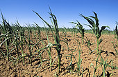 Drought damage to a cornfield, France