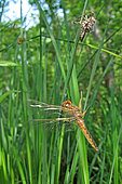 Immature Scarce Chaser (Libellula fulva) in its larval shell, after metamorphosis, in the tall grasses bordering a reedbed, in the heart of the Robertsau forest in spring, in the Robertsau and Wantzenau National Nature Reserve. Alsace, France