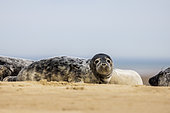 Grey seals (Halichoerus grypus) resting on an Opal Coast beach in winter, Pas-de-Calais, France
