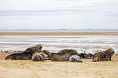 Grey seals (Halichoerus grypus) resting on an Opal Coast beach in winter, Pas-de-Calais, France