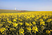Rapeseed in flower, spring crop near the Antifer lighthouse north of Le Havre, Normandy, France