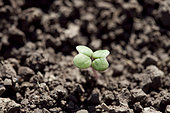 Emergence of a rapeseed seedling with cotyledons. Susceptible to weevil and slug attacks, France
