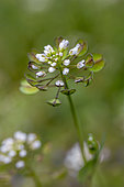 Perfoliate Pennycress (Microthlaspi perfoliatum), Bouches-du-Rhone, France