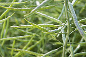 Rape siliques formed, seeds become visible. France