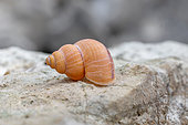 Terrestrial operculate snail (Tudorella sulcata), Calanques National Park, Marseille, France