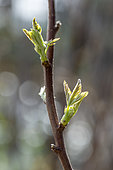 Raspberry (Rubus idaeus) 'Marastar' leaf buds starting to open up