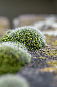 Grey-cushioned grimmia (Grimmia sp.) growing on wall, Haut-Rhin, France