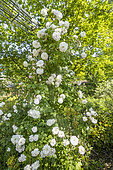 Rosa 'Félicité et Perpétue', in bloom