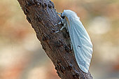 Black V moth (Arctonis L-nigrum), moth on wood, side view, Gers, France.