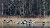 Commmon cranes (Grus grus) preparing for flight at dawn, in the mist, Landes, France.
