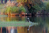Grey Heron (Ardea cinerea) hunting in the middle of a pond at sunset, Landes, France.