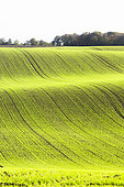 Plot of two-leaf wheat seedlings at the edge of a forest in autumn, France