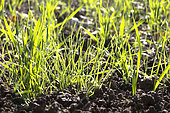 Wheat seedlings at three-leaf stage invaded by vulpine and some broadleaf weeds. Need for post-emergence treatment. France