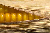 Corn grains on the cob at maturity for silage or grain