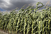 Rows at the edge of a cornfield bent by the wind as a storm arrives. Frane
