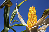 Corn cob maturing with toothed horny kernels, harvest optimization, moisture content around 30%. France